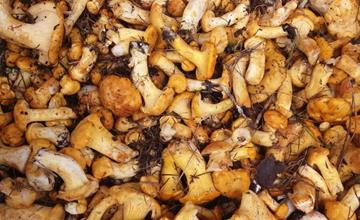 Authorisation for mushroom picking - Community of Prettau 2024